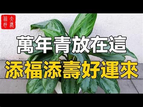 萬年青禁忌